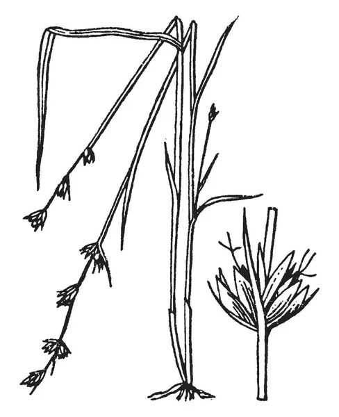 シンジュガヤ属植物の写真 それは カヤツリグサ科の家族に属しています 春と夏に花を植えます 葉がある鋭いエッジ ビンテージの線描画や彫刻イラスト — ストックベクタ