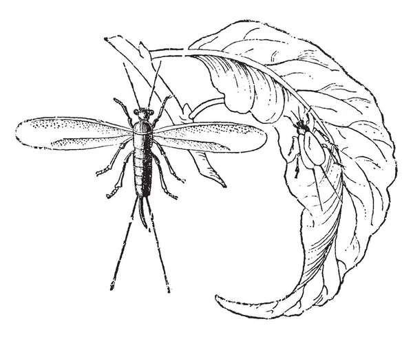 桃と梅 ビンテージの線の描画や彫刻イラストの枝に住んでいるある Lecanium — ストックベクタ