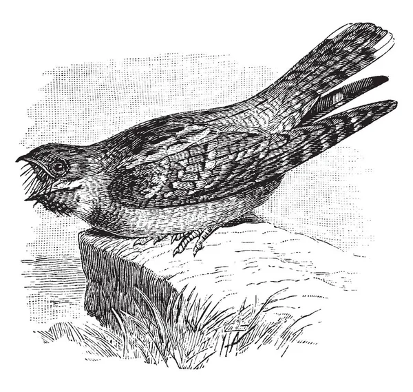 European Nightjar Est Oiseau Famille Des Caprimulgidae — Image vectorielle