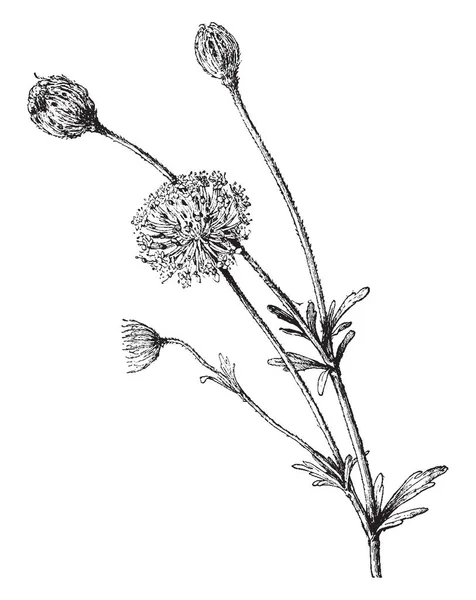 これは Trachymene Caerulea Trachymene 属です 花にカービング彫刻イラストやビンテージ線画罰金 深く切れ込んだ葉と茎があります — ストックベクタ