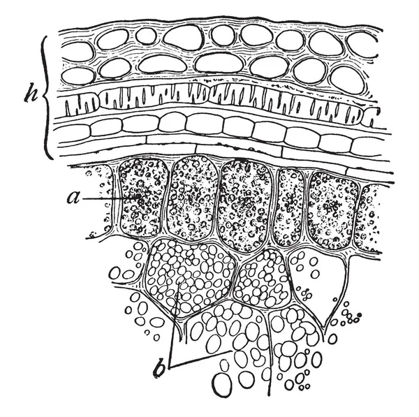 Ceci Est Image Graine Blé Montre Structure Interne Grain Blé — Image vectorielle