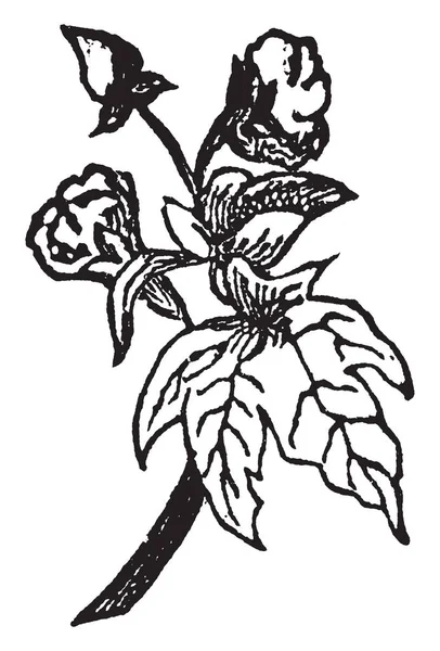 Imagen Contiene Una Planta Algodón Tiene Bols Hojas Algodón Dibujo — Archivo Imágenes Vectoriales
