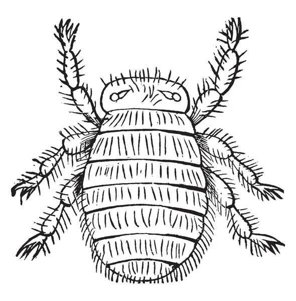 Bee Veš Bezkřídlé Moucha Která Žije Jako Commensalist Čsv Vintage — Stockový vektor