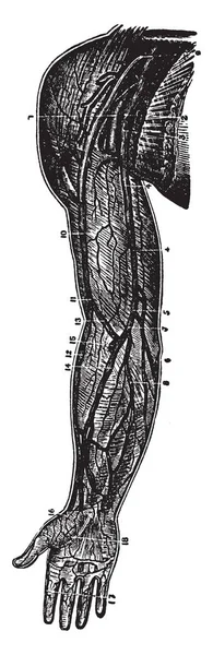 Diese Abbildung Stellt Adern Des Armes Vintage Linienzeichnung Oder Gravierillustration — Stockvektor