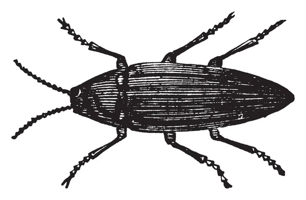 Cette Illustration Représente Cucujo Firefly Dessin Ligne Vintage Illustration Gravure — Image vectorielle