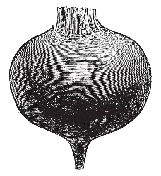 这是甜菜根植物根 它的形状与圆形 复古线条画或雕刻插图相同 — 图库矢量图片