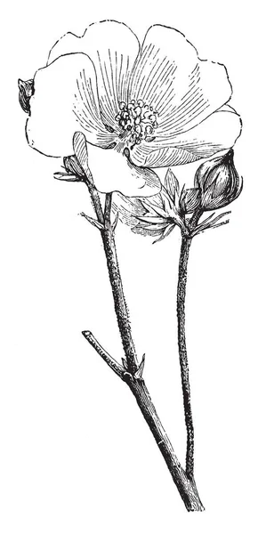 Рисунке Изображены Althaea Officinalis Flower Bud Листья Маленькие Цветы Имеют — стоковый вектор
