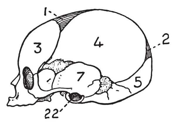 Ілюстрація Представляє Череп Немовляти Вінтажний Малюнок Лінії Або Гравюрна Ілюстрація — стоковий вектор