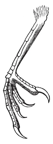 Diese Abbildung Stellt Einen Tarsus Eines Katzenvogels Eine Vintage Linienzeichnung — Stockvektor