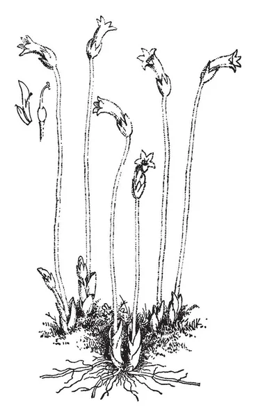 Dieses Bild Zeigt Die Aphyllon Uniflorum Pflanze Die Blätter Sind — Stockvektor