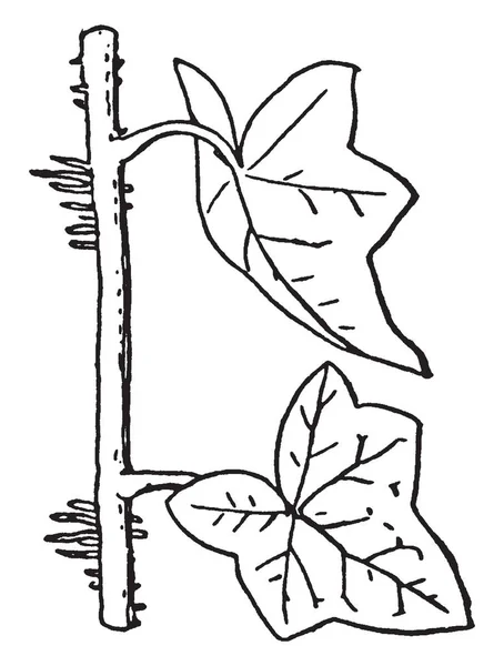 Картина Показує Повітряне Коріння Рослини Іві Вінтажний Малюнок Лінії Або — стоковий вектор