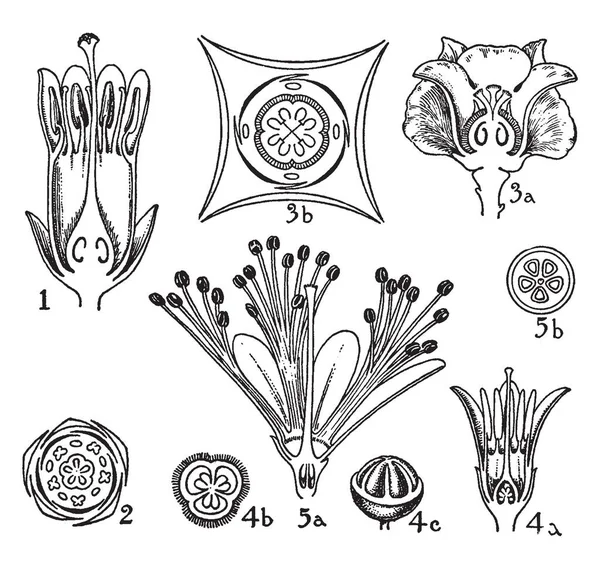 Los Órdenes Sapotaceae Ebenaceae Styracaceae Symplocaceae Son Una Familia Plantas — Archivo Imágenes Vectoriales