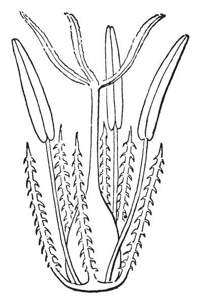 Une Image Montrant Vue Sourde Une Grande Fleur Dessin Ligne — Image vectorielle