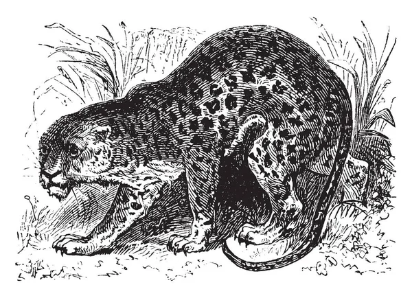 豹是家庭猫科动物的成员 在撒哈拉以南非洲地区和亚洲部分地区 复古线条绘画或雕刻插图 — 图库矢量图片