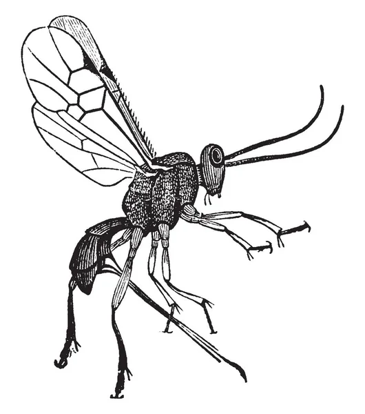 Female Adult Parasite Wasp Una Especie Avispas Parasitoides Dibujo Línea — Archivo Imágenes Vectoriales