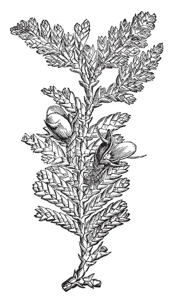 Une Branche Fruitée Libocedrus Dessin Ligne Vintage Illustration Gravure — Image vectorielle
