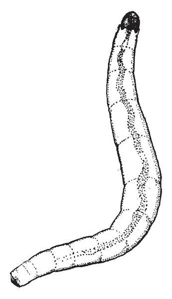 埃皮帕穆斯是一种剑鞘种 复古线条绘制或雕刻插图 — 图库矢量图片