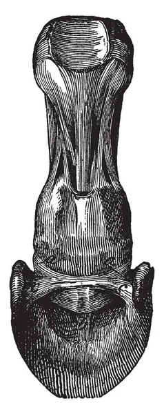 Navicular 어디에 광범위 빈티지 그리기 — 스톡 벡터