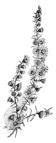 Його Листя Вузьке Кінці Гілок Маленькі Квіти Маленькі Вінтажні Лінії — стоковий вектор