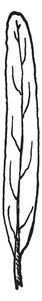 Лінійна Форма Листа Довгий Вузький Вінтажний Малюнок Лінії Або Гравюрна — стоковий вектор