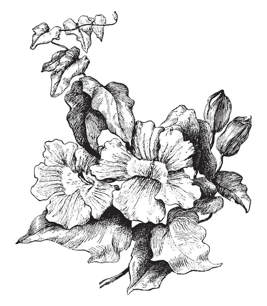 Μια Όμορφη Ανθοφορία Αμπέλου Του Οποίου Φύλλα Είναι Καρδιά Shape — Διανυσματικό Αρχείο