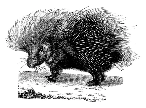 Porcupine Vintage Gravada Ilustração História Natural Dos Animais 1880 — Vetor de Stock