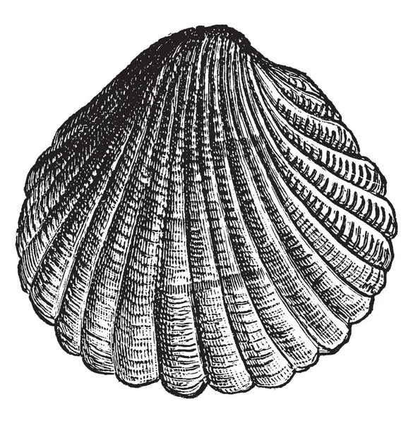 Cockle Pequeno Molusco Bivalve Marinho Comestível Desenho Linha Vintage Gravura —  Vetores de Stock