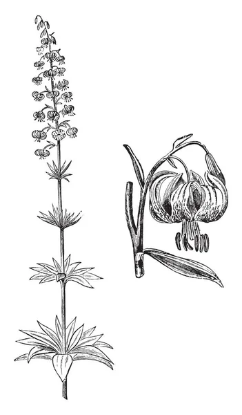ユリのユーラシア種は Martagon トルコ人のキャップのユリとして知られています この写真にある花茎と戸建花の Martagon リリー ビンテージの線描画や彫刻イラスト — ストックベクタ