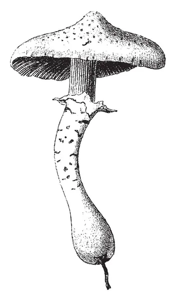 Questa Immagine Agarics Malleus Mushroom Sono Specie Velenose Disegno Linee — Vettoriale Stock