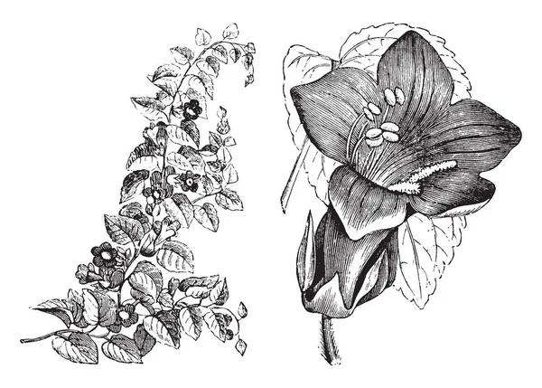 Dieses Bild Zeigt Eine Blume Namens Maurandya Scandens Die Farbe — Stockvektor