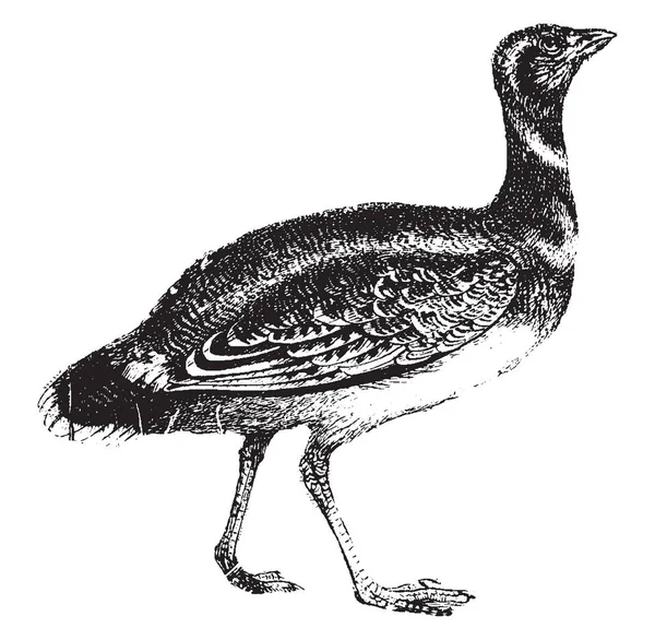 Bustard Ave Robusta Con Patas Fuertes Dibujo Línea Vintage Ilustración — Archivo Imágenes Vectoriales