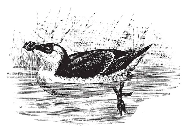 Razorbill Auk Que Está Emplumado Por Aproximadamente Mitad Longitud Dibujo — Archivo Imágenes Vectoriales