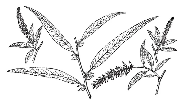 길쭉한 나뭇잎 빈티지 드로잉 — 스톡 벡터