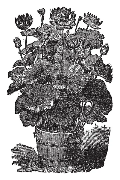 这是荷花植物的图片 是睡莲的种类 它的花有厚茎 它的叶子是大的和圆形的 复古线条画或雕刻插图 — 图库矢量图片