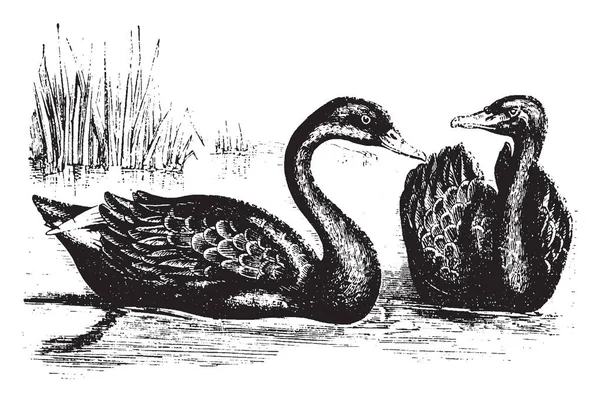 Černá Labuť Velkých Vodních Ptáků Vintage Kreslení Čar Nebo Gravírování — Stockový vektor