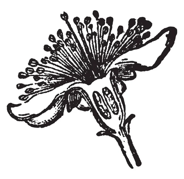 桃金娘花的照片 这些花在叶子的轴上的短茎上 从它的边缘进行五个间隔 并在他们里面五个圆形 勺子形 白色花瓣 复古线图画或雕刻插图 — 图库矢量图片
