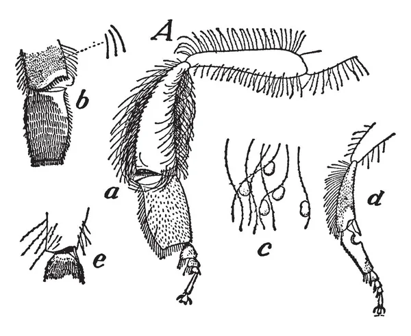 蜂巢蜜蜂的腿是蜜蜂的一个子集 老式的线条绘制或雕刻插图 — 图库矢量图片