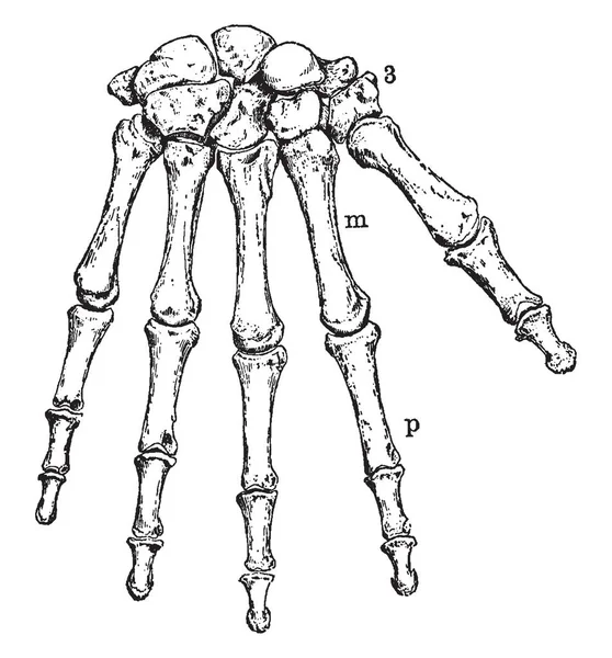 Esta Ilustración Representa Muñeca Humana Los Huesos Mano Dibujo Línea — Archivo Imágenes Vectoriales