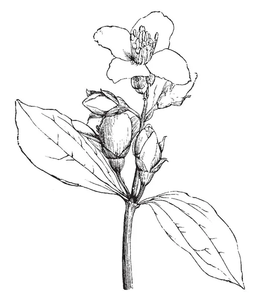 Picture Represents Flowering Branchlet Philadelphus Coronarius Commonly Known Mock Orange — Stock Vector