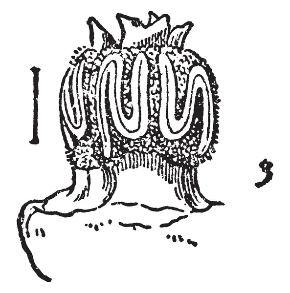 Рисунке Изображена Анатомия Цветов Огурца Рисунок Винтажных Линий Гравировка — стоковый вектор