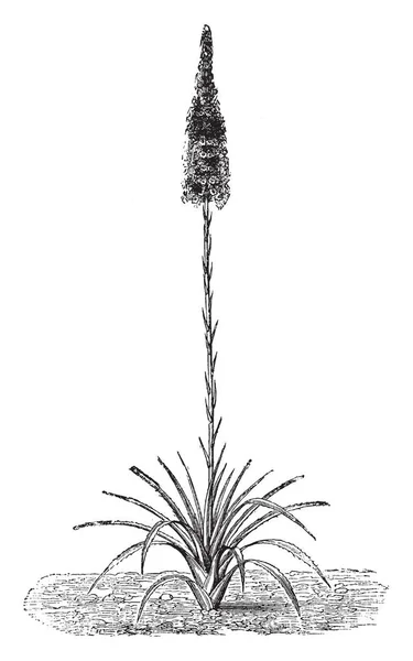 Agave Yuccaefolia Floare Culoare Galbenă Verzui Iar Frunzele Sale Cresc — Vector de stoc