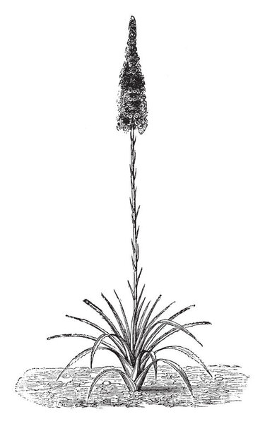 Agave Yuccaefolia have a greenish yellow colored flower and its leaves grows at base, vintage line drawing or engraving illustration.