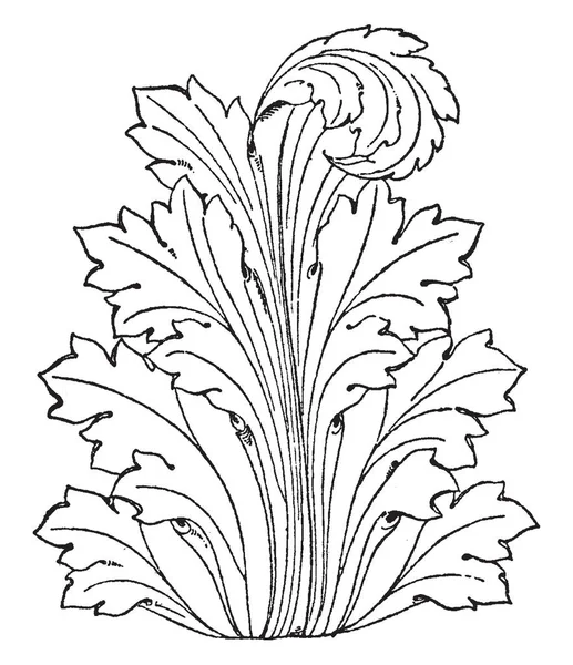 Leaf Displayed Spesso Usato Come Disegno Rilievi Romani Disegno Linee — Vettoriale Stock
