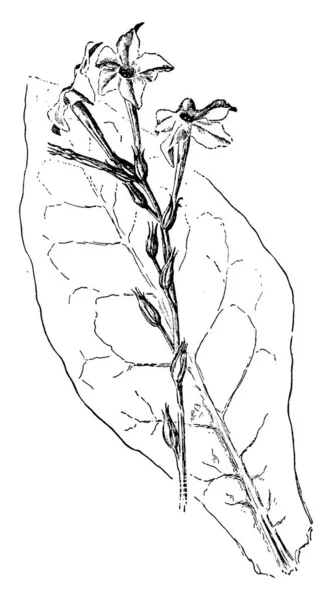 Nicotiana Alata Una Especie Tabaco Llama Tabaco Jazmín Dibujo Línea — Archivo Imágenes Vectoriales