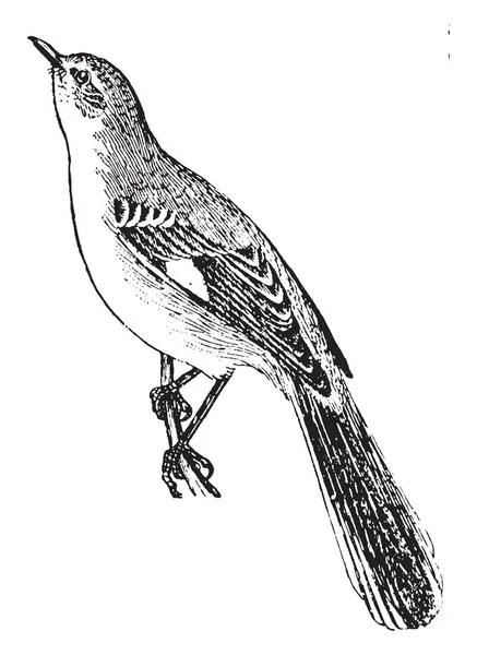 Mockingbird Singing Bird Thrush Family Closely Related Catbird Vintage Line — Stock Vector