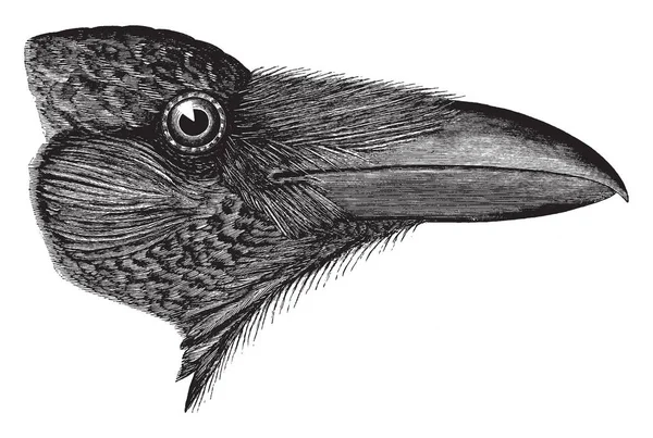 美国乌鸦在其中颜色完全亮黑色与主要略带紫色 复古线条画或雕刻插图 — 图库矢量图片