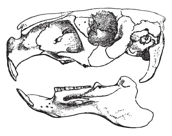 Diese Abbildung Stellt Hydrochaerus Capybara Vintage Linienzeichnung Oder Gravierillustration Dar — Stockvektor