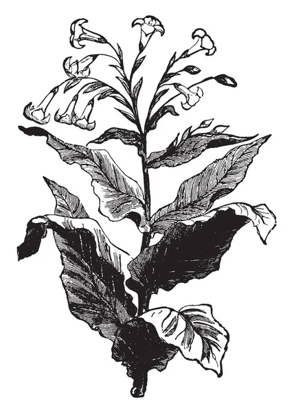 烟草植物是开花植物 烟叶主要用于香烟 雪茄和烟斗烟草 老式线条画或雕刻插图的吸烟 — 图库矢量图片
