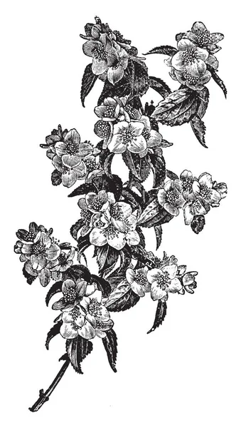 Cette Image Montre Une Branche Florifère Philadelphus Gordonianus Fleur Plantes — Image vectorielle