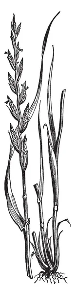 画像は多年生のライ麦草と草の葉が非常に長いノード ビンテージの線描画や彫刻イラストに花が咲く — ストックベクタ